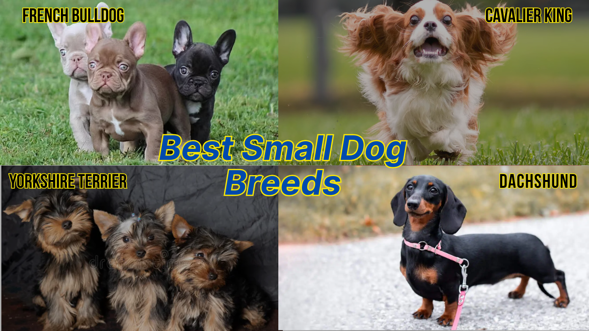 Best Small Dog Breeds: Top 10 Companion Dogs for Every Home (Ultimate Guide)